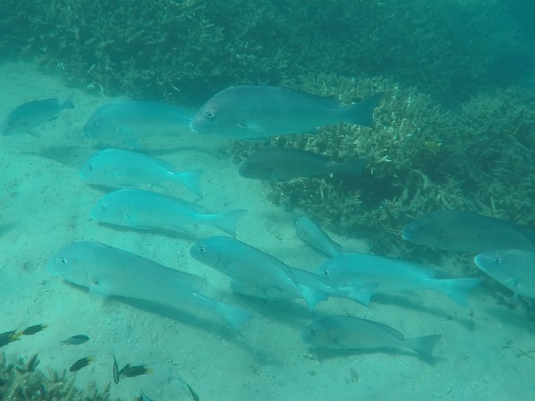 Fish convention Fish convention