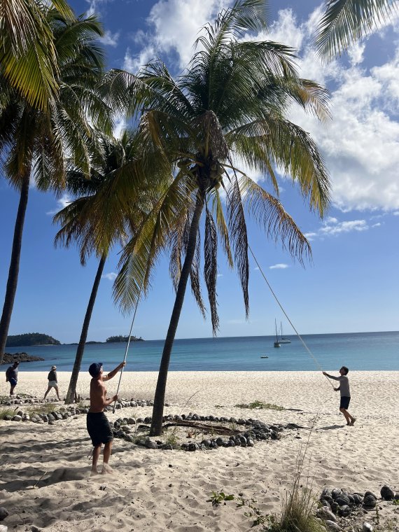 Coconuts! Coconuts!