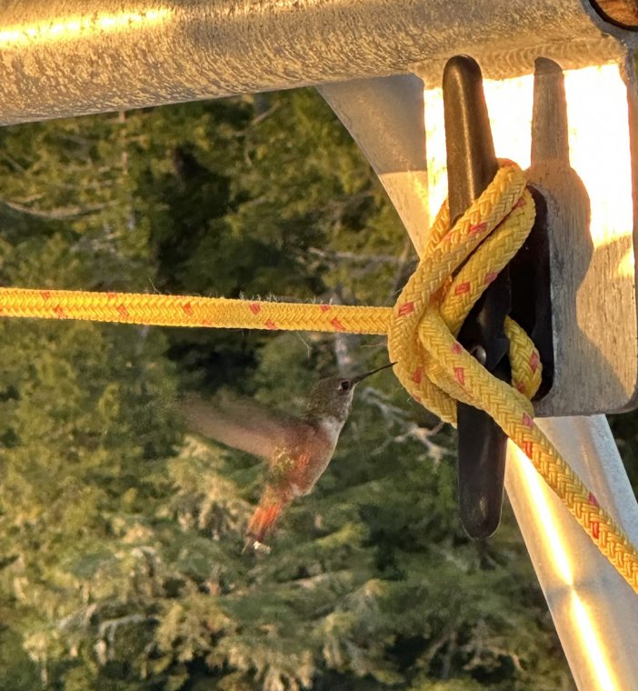 Maybe not such good nectar from our ropes!